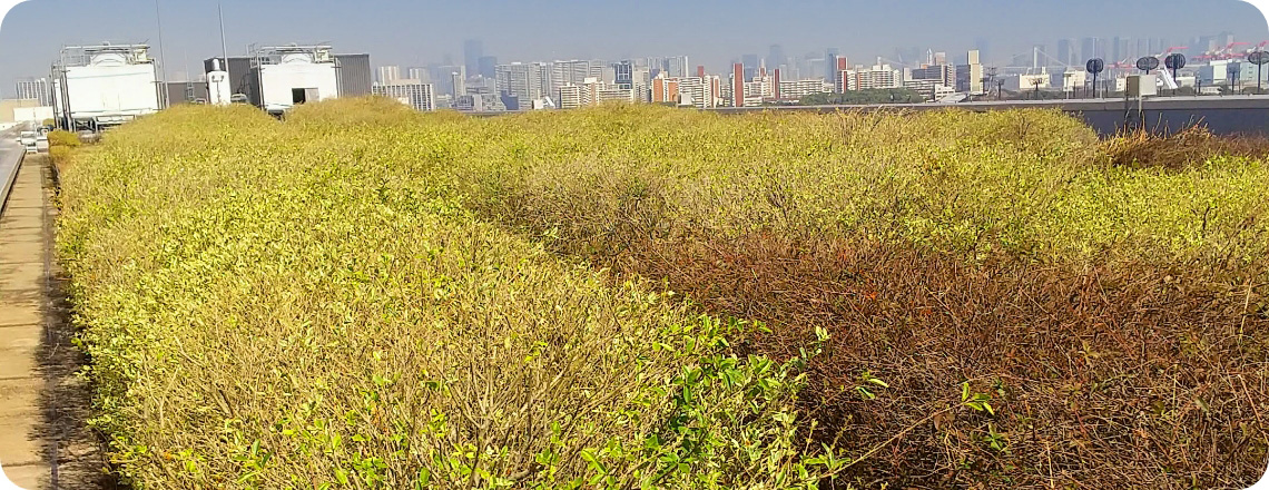 屋上緑化